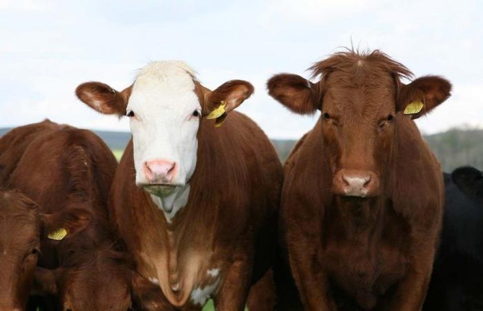 Cambiamento climatico. La Danimarca tasserà i gas serra emessi dal bestiame: 90 euro per mucca