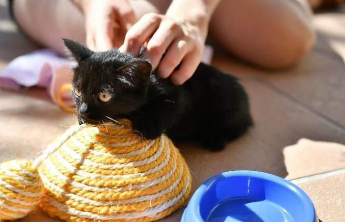 Il traffico di gattini nei Pirenei Atlantici giudicato dal tribunale di Pau