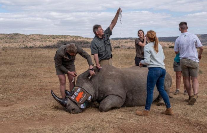 Per prevenire il bracconaggio, un prodotto radioattivo viene iniettato direttamente nelle corna dei rinoceronti