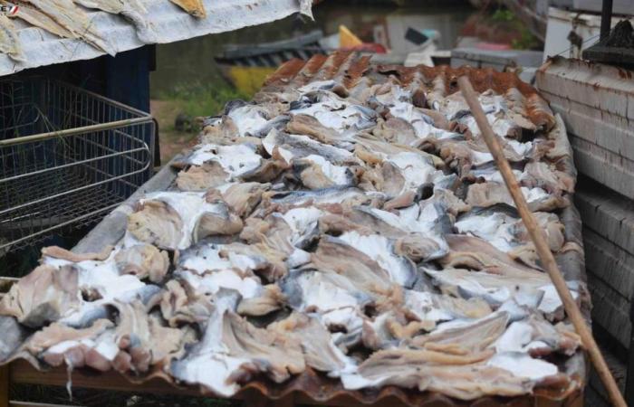 Repressione della pesca illegale a Cayenne – Mo News