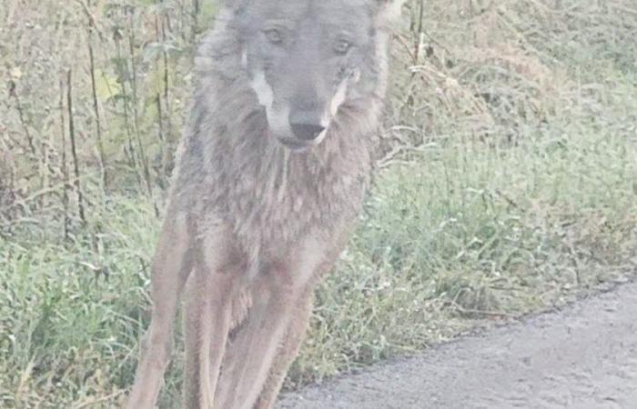 Dubbi. La bestia che si scatenava sulla strada principale di Écot è un lupo?