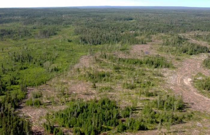 Manitoba e le Prime Nazioni creeranno un piano forestale ventennale