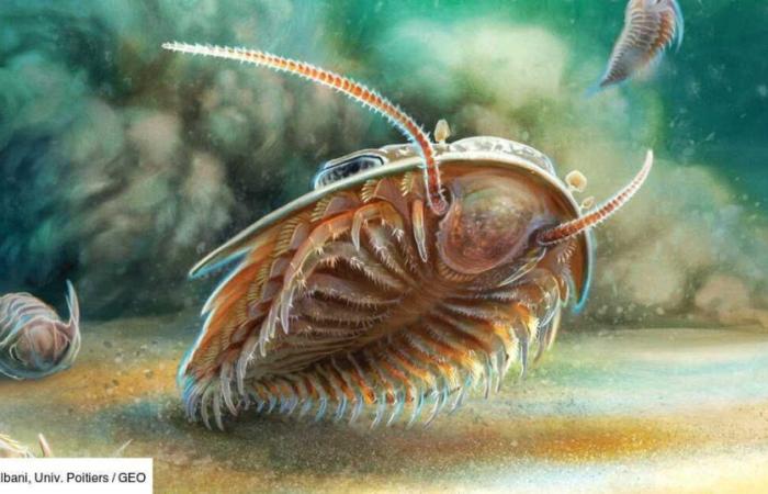 Una “Pompei marina”: scoperta in Marocco di un ecosistema vecchio di 515 milioni di anni