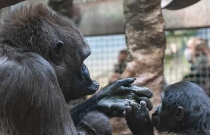 Questa femmina di gorilla di cinquant’anni è ancora in grado di allattare gli orfani