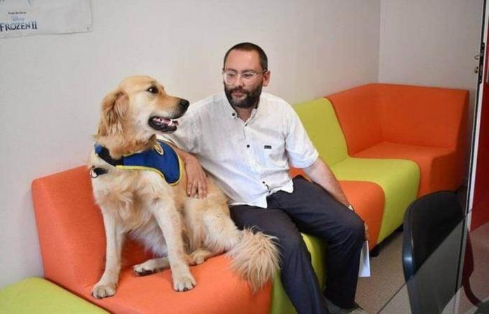Per calmare le vittime di violenza durante le udienze, questo medico fa appello a… un cane – edizione serale Ouest-France