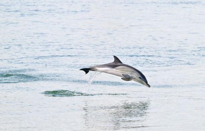 3 delfini si sono stabiliti nel Porto Vecchio di La Rochelle