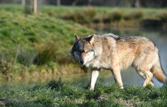 Una pecora uccisa e altre tre ferite a Neuville-lès-Decize: il lupo possibile responsabile