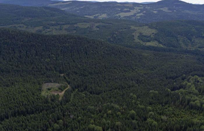 Il Quebec vuole una foresta più resiliente di fronte al cambiamento climatico
