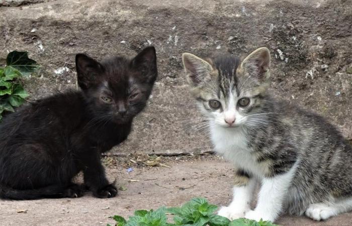 “Ci sono caduto come un turbine”: tre uomini e due donne processati per traffico di gattini a Pau