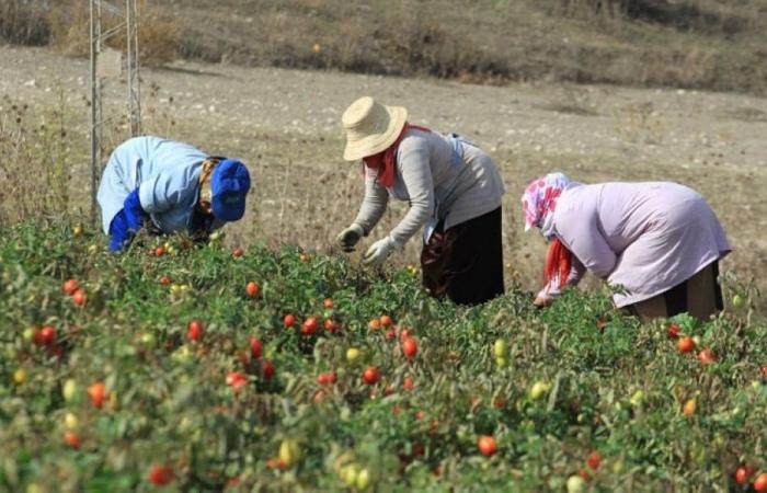 Agricoltura biologica: 300 ettari aggiuntivi da certificare nella regione di Béni Mellal-Khénifra