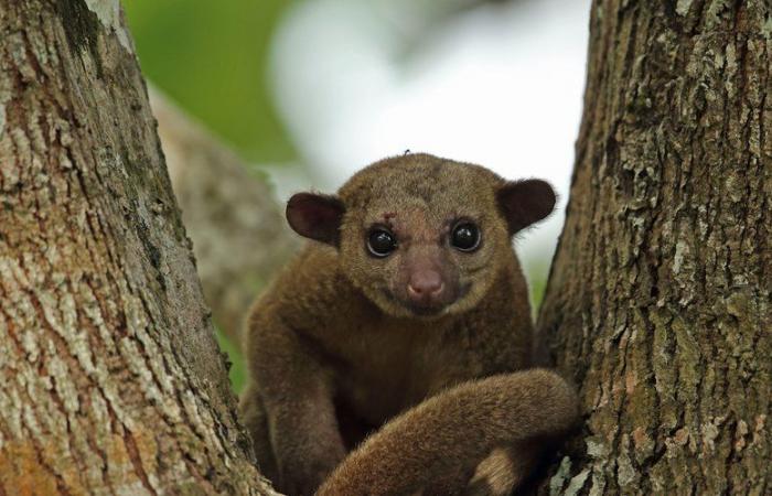 Cos’è il Kinkajou, questo animale originario dell’America centrale e meridionale, salvato da un’area di sosta autostradale negli Stati Uniti?