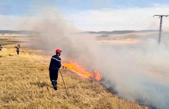 Incendi di raccolta: quasi 200 ettari di perdite