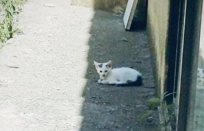 A Saint-Bonnet-de-Salendrinque i proprietari abbandonano le loro case ma la colonia felina continua a crescere