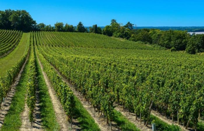 20 vini bordolesi 2023 dall’eccezionale rapporto qualità prezzo