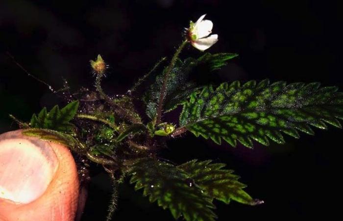 I ricercatori pensavano che fosse scomparso per sempre, un piccolo fiore riappare miracolosamente in mezzo alla foresta