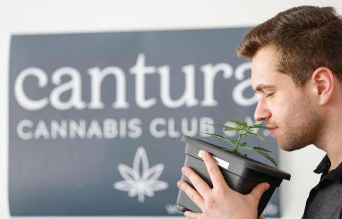 Lunedì la Germania aprirà i suoi “cannabis club”.