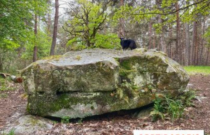 Lo sapevate ? Il più grande dolmen dell’Île-de-France si nasconde nella foresta di Rambouillet