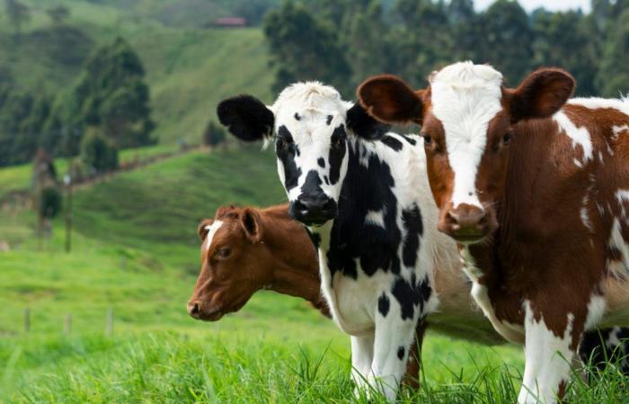 Escursione mortale per la madre presa di mira dalle mucche