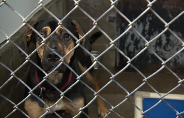 Ancora più animali abbandonati a Montreal, preoccupa la SPCA