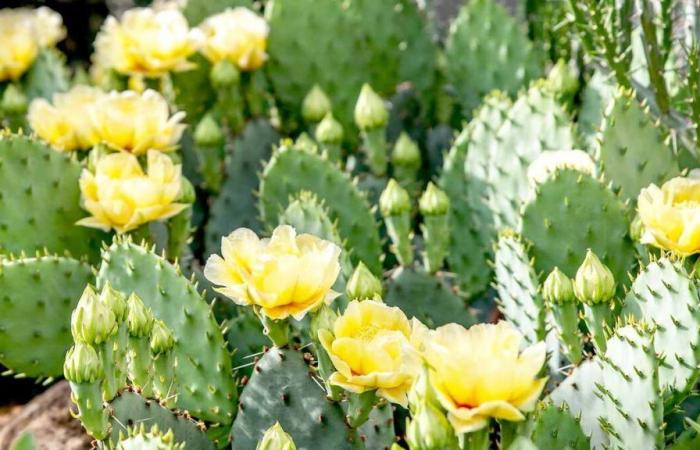 Ecco 3 cactus che crescono spontaneamente in Canada e resisteranno a tutto se li pianterai nel tuo giardino