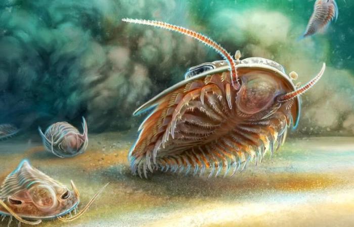 Ricercatori marocchini e stranieri descrivono per la prima volta la forma tridimensionale dei fossili di trilobiti