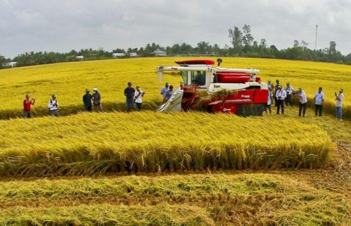 Circa 2,7 miliardi di dollari per il progetto “Un milione di ettari di riso di alta qualità”.