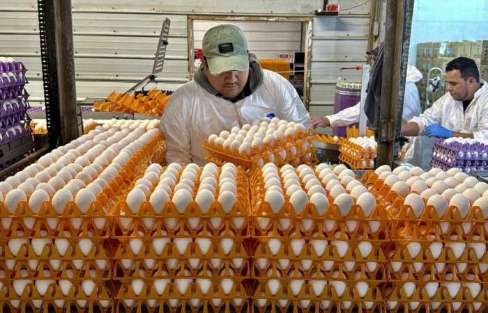 Le autorità stanno monitorando attentamente la situazione dell’influenza aviaria negli Stati Uniti