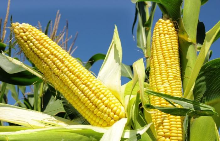 Il rapporto spinge verso il basso i prezzi del mais