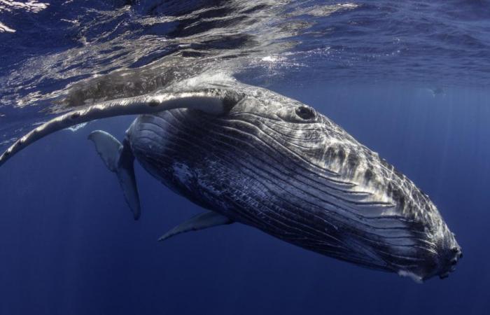 In Australia, una balena impigliata in 800 kg di corde e boe è stata salvata dalle autorità marittime locali