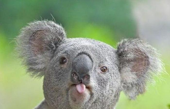 Queste 27 immagini divertenti di animali ti faranno sorridere