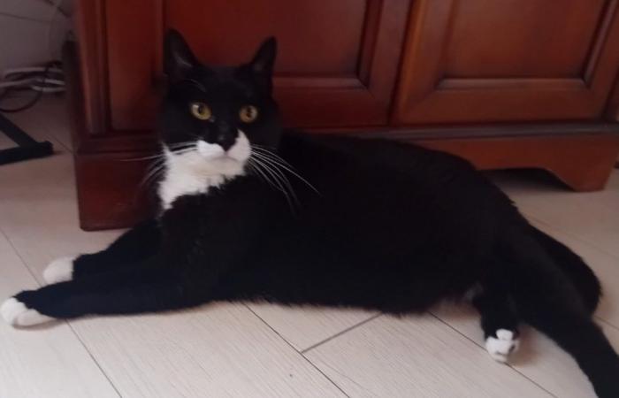 LE CREUSOT: La bella storia di Titite, una gattina abbandonata