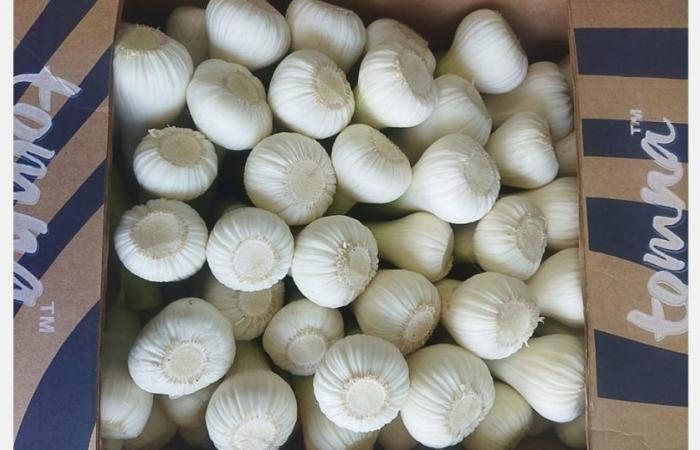 Il prezzo dell’aglio egiziano è triplicato, ma rimane inferiore a quello della concorrenza