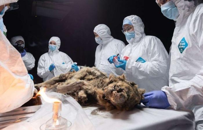 Il lupo siberiano conservato per 44.000 anni potrebbe ospitare virus antichi