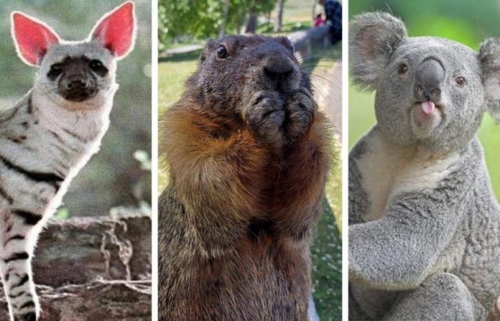 Queste 27 immagini divertenti di animali ti faranno sorridere