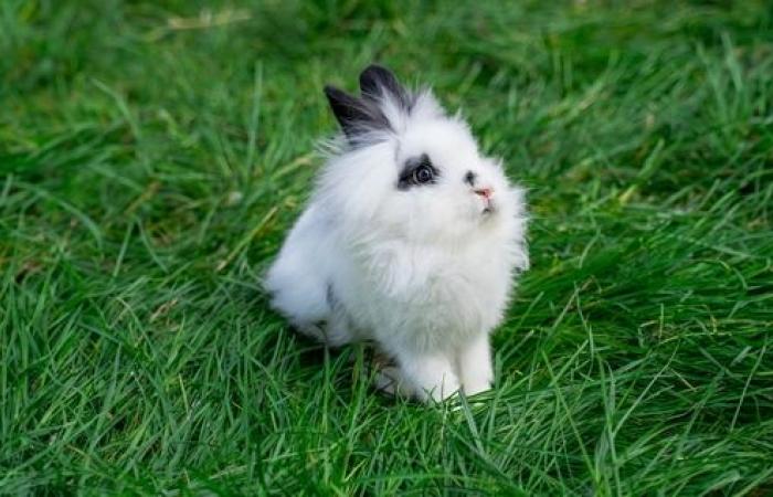 il primo parco dei conigli in Francia aprirà presto le sue porte a Rouen
