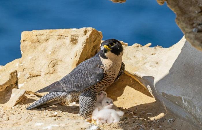 Il falco pellegrino è davvero l’uccello più veloce del mondo?