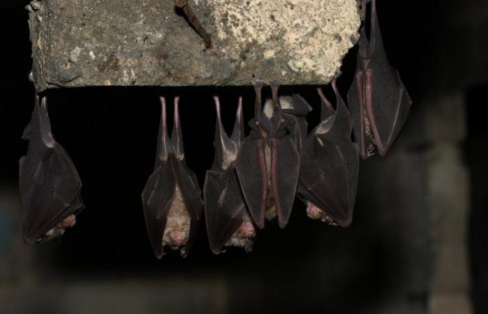 Questo dipartimento ospita una delle riserve di pipistrelli più grandi d’Europa