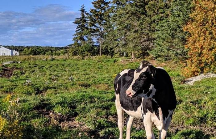 Le mucche canadesi fuggono da Charlevoix