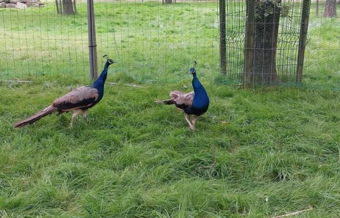 Scopri i due nuovi pavoni del parco Promenades d’Alençon