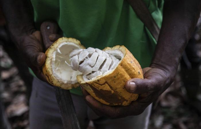 La tonnellata di cacao perde quasi il 30% in una settimana senza una sola spiegazione