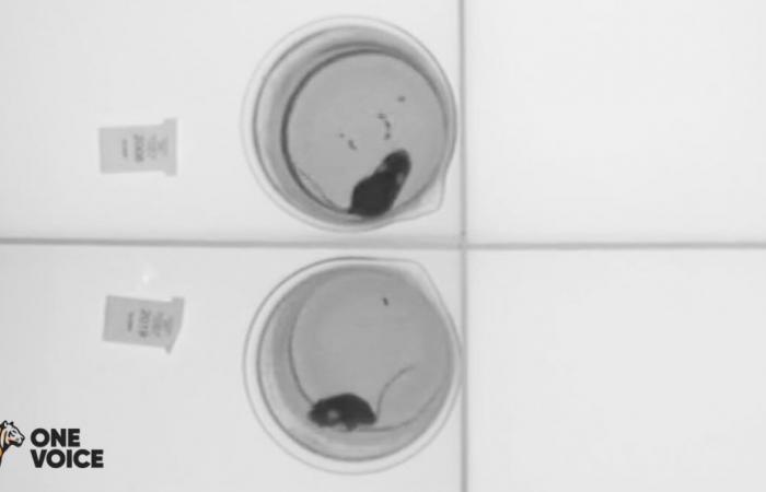 One Voice rivela immagini di topi sottoposti a test di nuoto forzato in Francia ⋆ Savoir Animal