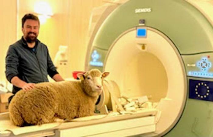 All’INRAE ​​di Nouzilly, pecore addestrate a sottoporsi a scansioni MRI