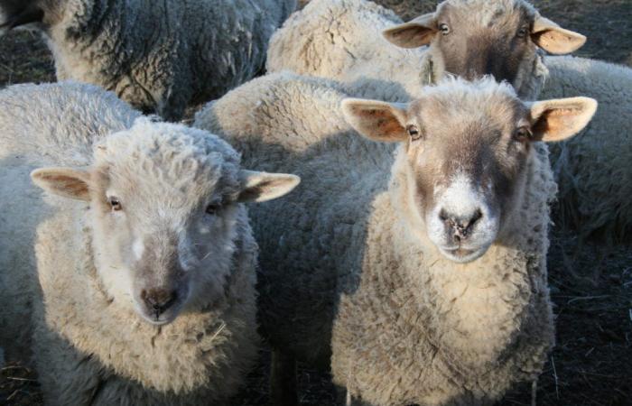 Pecore addestrate a sottoporsi a scansioni MRI da sveglie