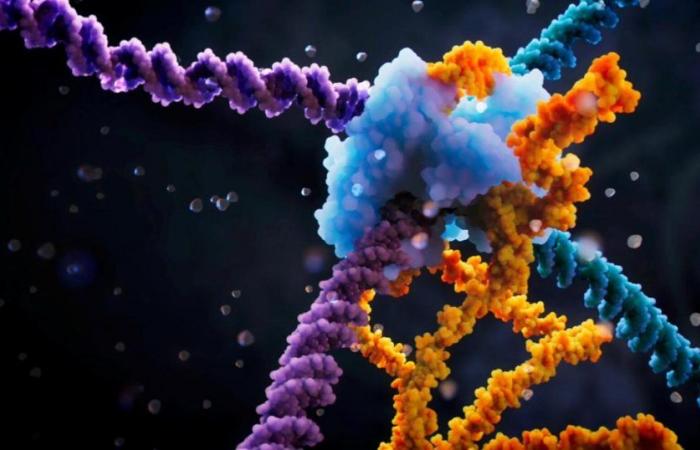 Dopo le “forbici genetiche”, un “ponte dell’RNA” potrebbe rivoluzionare l’editing del genoma