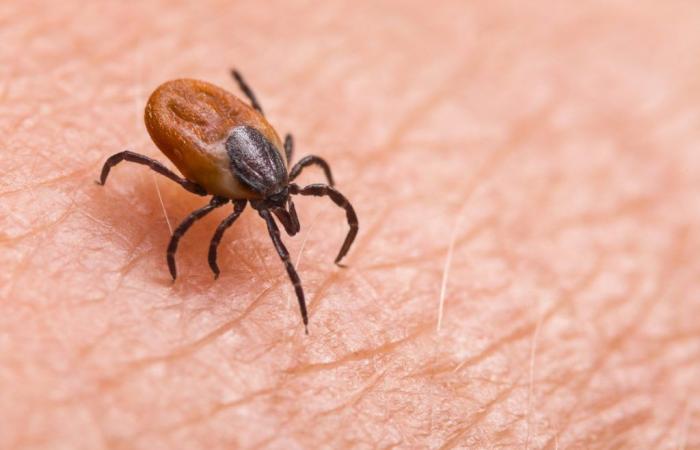 La malattia di Lyme non è endemica nel luogo in cui vivi, ma non eccitarti troppo