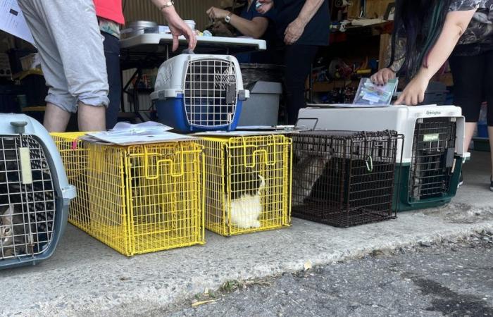 Una clinica mobile a Saguenay per sterilizzare i gatti