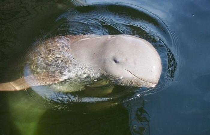 La popolazione dei delfini del Mekong è in aumento grazie al rafforzamento degli sforzi di protezione