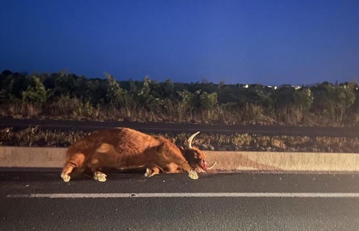Tre mucche uccise in un violento incidente stradale vicino a Perpignan