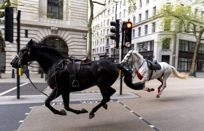 I cavalli in fuga seminano ancora una volta il panico nel centro di Londra