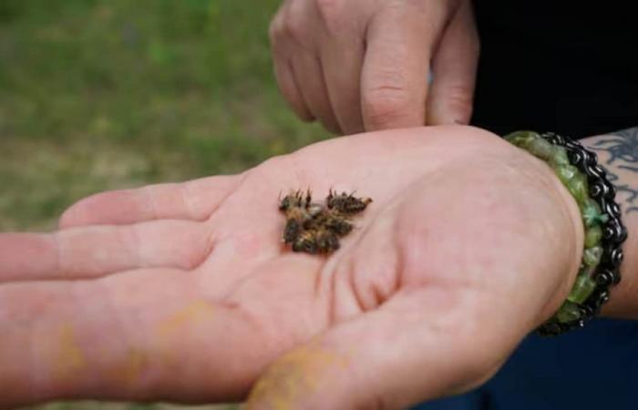 Un’apicoltrice dell’Ontario settentrionale deplora la perdita del 50% delle sue api